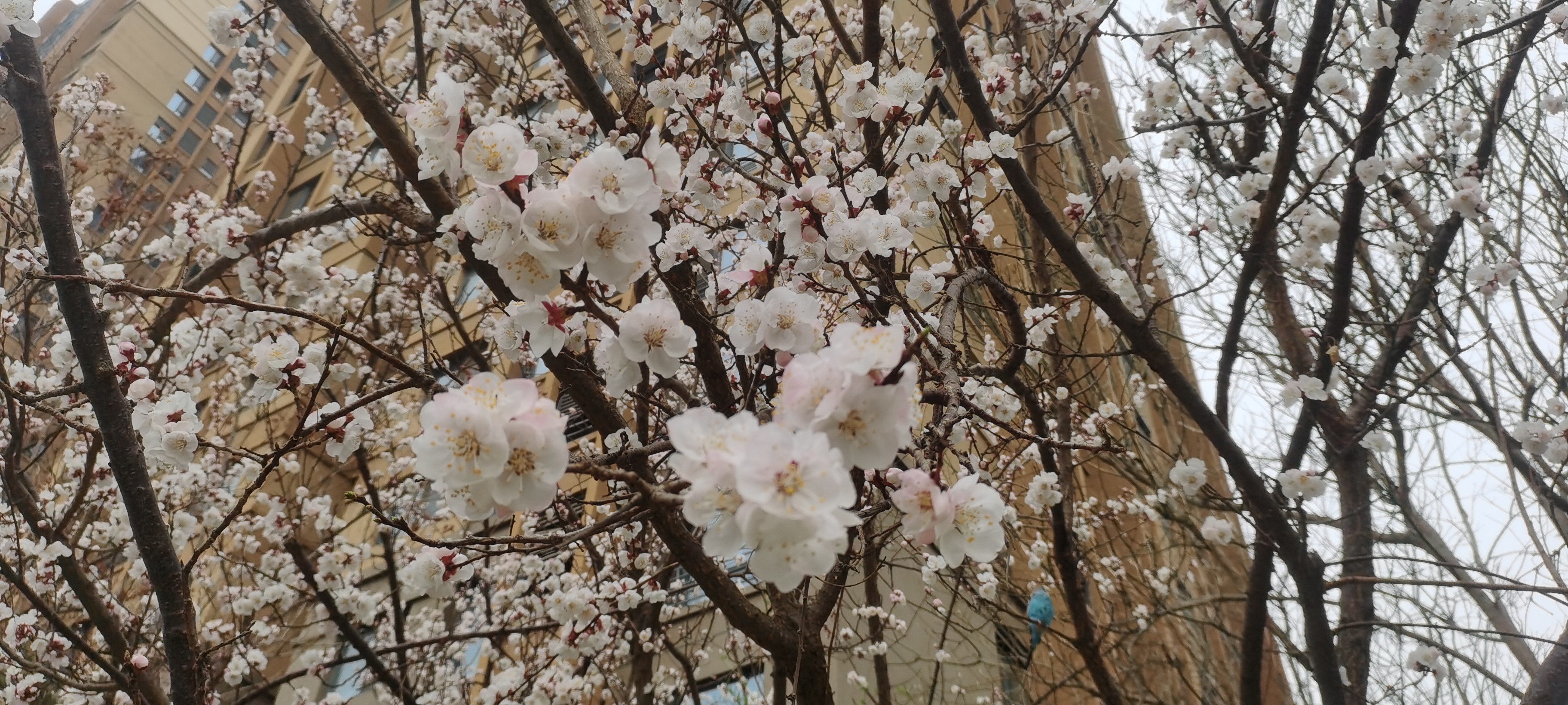 桃花开了